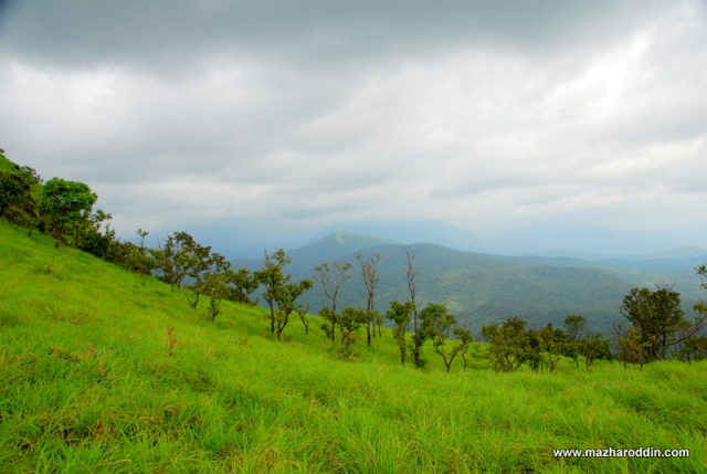 Arasinamakki / Shingani gudda | Mazharoddin's Photography